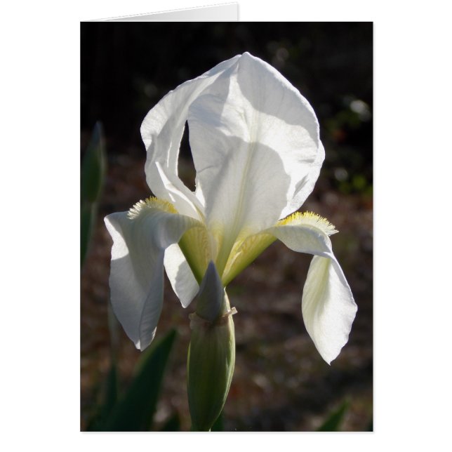 White Iris (Vorne)