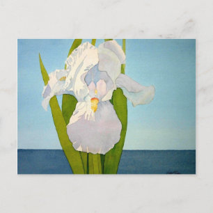White Iris2 Postkarte