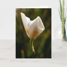White Iris Blume Grußkarte Ankündigung