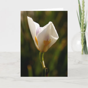 White Iris Blume Grußkarte Ankündigung