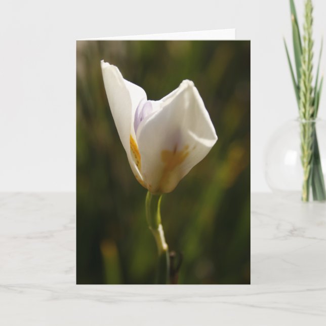 White Iris Blume Grußkarte Ankündigung (Vorderseite)