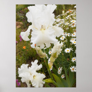 White Iris Irises Blumengarten Poster