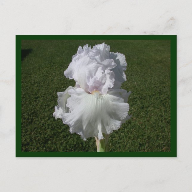 White Iris Postkarte (Vorderseite)