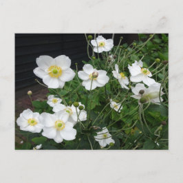 White Japanese Anemones DIY Postcard Postkarte