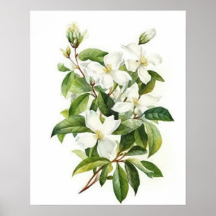 White Jasmine Blume Art Print Poster
