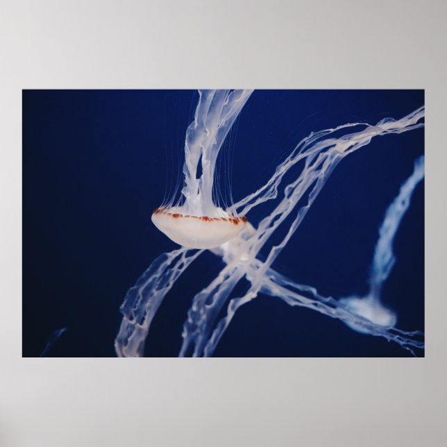 WHITE JELLY FISH POSTER (Vorne)