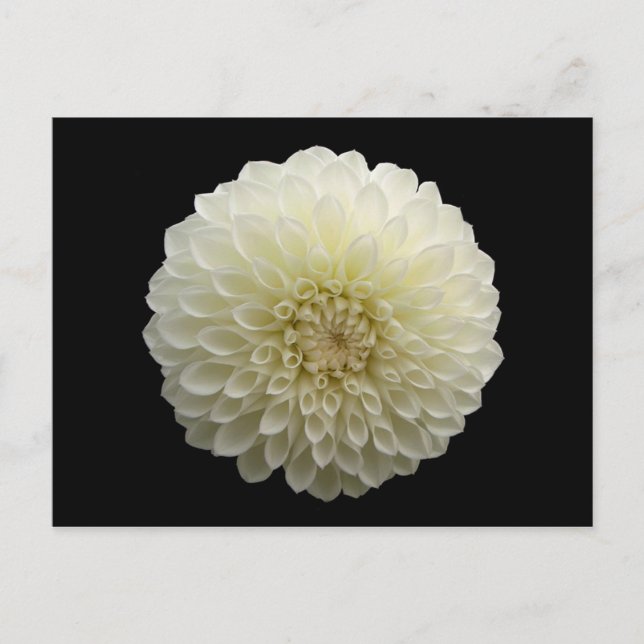 White Jomanda (Dahlia) Postkarte (Vorderseite)