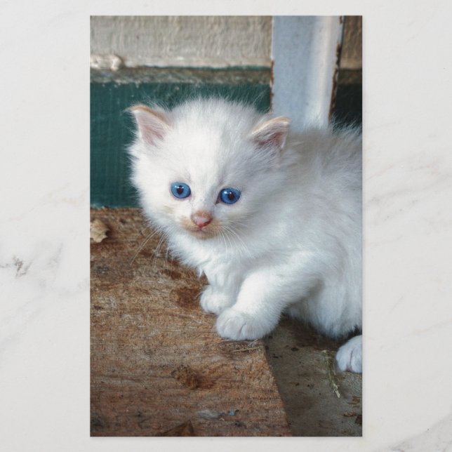 White Kitten (Vorderseite)