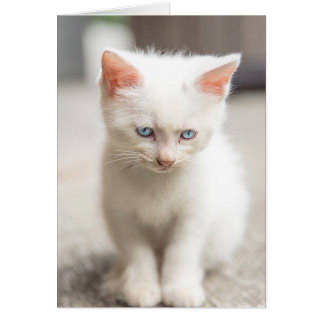 White Kitten (Vorne)