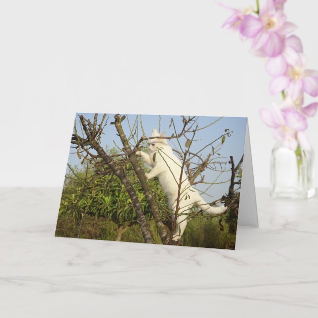 White Kitten in Almond Tree Card Karte (Orchidee)
