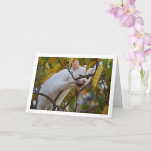 White Kitten in Persimmon Tree Karte