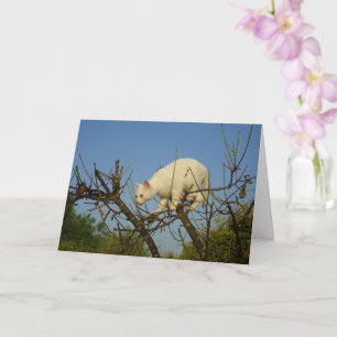 White Kitten Klettern Almond Tree Card Karte