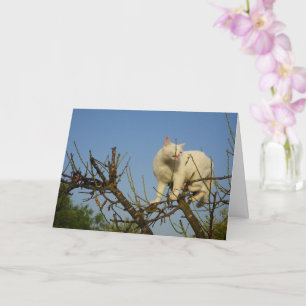 White Kitten Klettern Almond Tree Karte