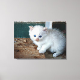 White Kitten Leinwanddruck