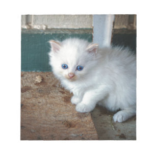 White Kitten Notizblock