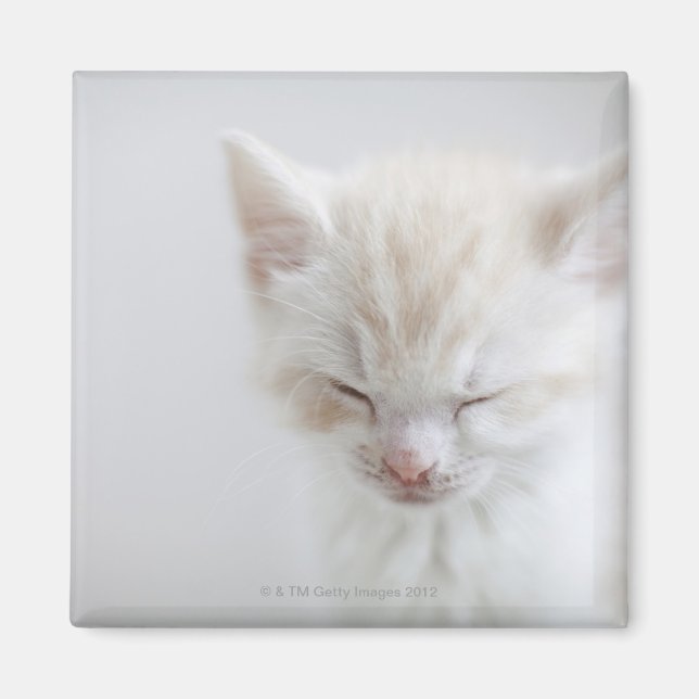 White Kitten Schlafen Magnet (Vorne)