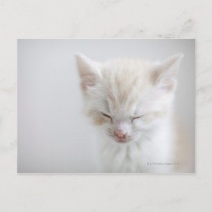 White Kitten Schlafen Postkarte