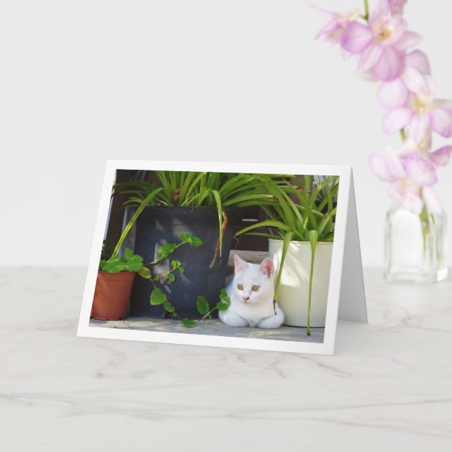 White Kitten und Garden Pflanze Karte (Orchidee)