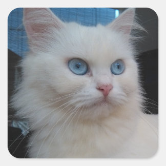 White Kitty Cat mit blauen Augen Quadratischer Aufkleber