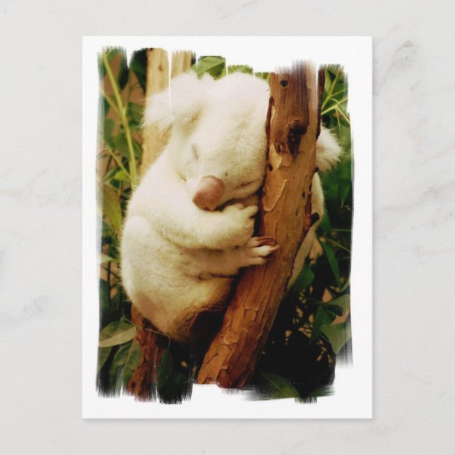 White Koala Bear Postcard Postkarte (Vorderseite)