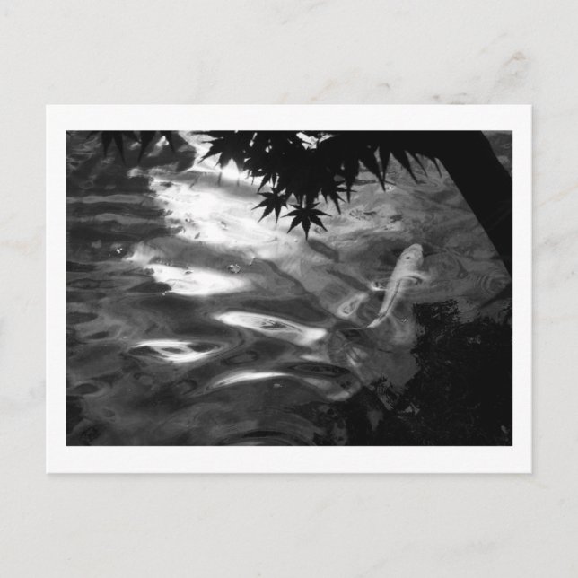 White Koi: Japan Postkarte (Vorderseite)