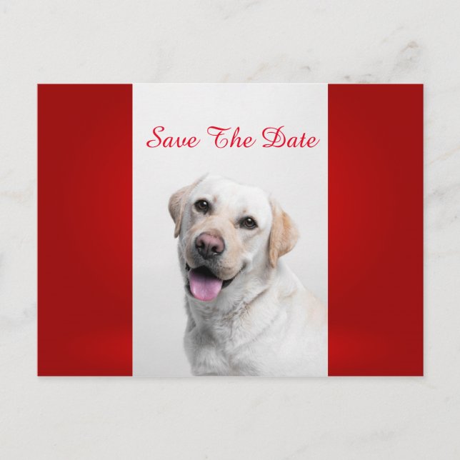 White Labrador Ankündigungspostkarte (Vorderseite)