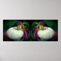 White Lady Slipper Orchid Blume Mirrored