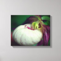 White Lady Slipper Orchid Blume Nah