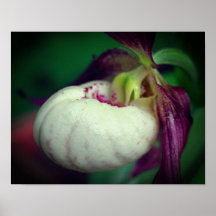 White Lady Slipper Orchid Blume Nah