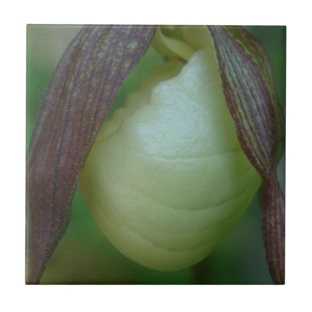 White Lady Slipper Orchid Blume Nature Fliese (Vorderseite)