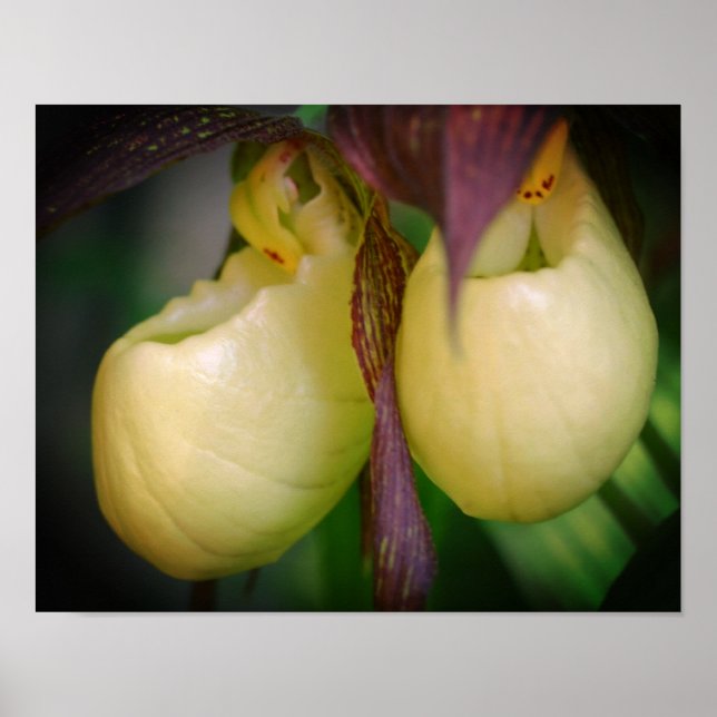 White Lady Slipper Orchid Blume Pair Poster (Vorne)