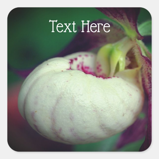 White Lady Slipper Orchid Blume Personalisiert Quadratischer Aufkleber (Vorderseite)
