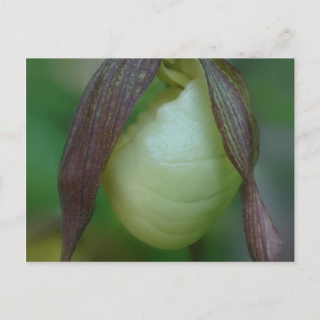 White Lady Slipper Orchid Blume Postkarte (Vorderseite)