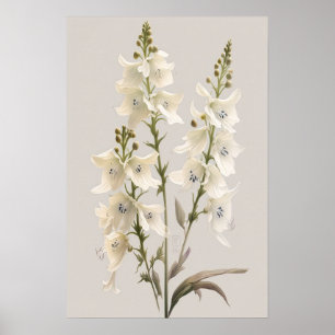 White Larkspur Blume Art Print Poster
