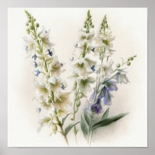 White Larkspur Blume Art Print Poster