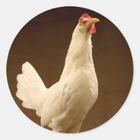 White Leghorn Hen