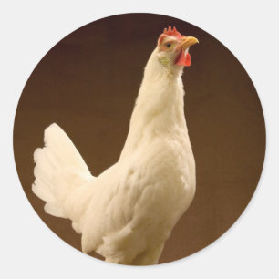 White Leghorn Hen Runder Aufkleber
