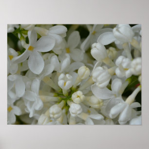 White Lilac Blume Poster