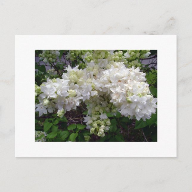 White Lilac Postcard Postkarte (Vorderseite)