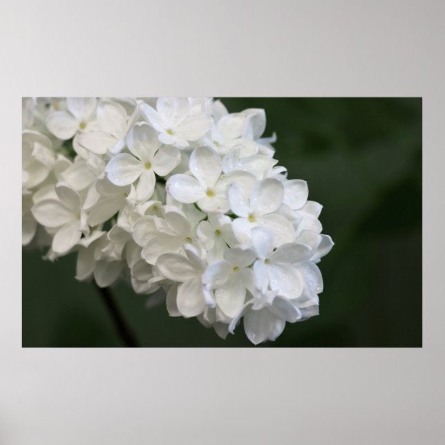 White Lilacs Poster (Vorne)