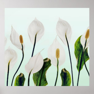 White Lilies Blume Blau Nahtlos Poster