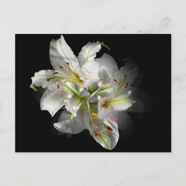 White Lilies Fantasy Postkarte (Vorderseite)
