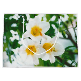 White Lilies - Lily Blume Lilium candidum Große Geschenktüte