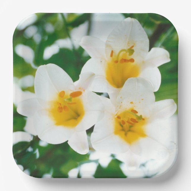 White Lilies - Lily Blume Lilium candidum Pappteller (Vorderseite)