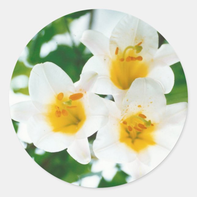 White Lilies - Lily Blume Lilium candidum Runder Aufkleber (Vorderseite)