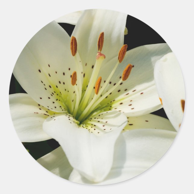 White Lilies Stickers (Vorderseite)