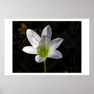 White Lilly Poster