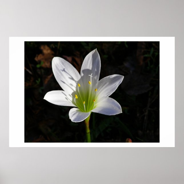 White Lilly Poster (Vorne)