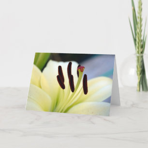 White Lily 1  Card Karte