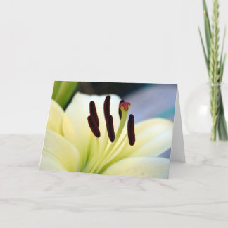 White Lily 1  Card Karte